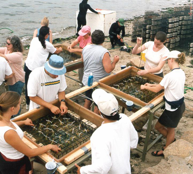 Volunteers help NOAA scientists prepare seagrass shoots for planting in the Florida Keys.