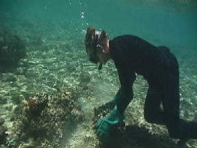 The placement of corals can help enhance recovery of a reef damaged when a vessel runs aground. 