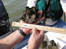 Monitoring for the oyster reef restoration