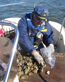 Scientists in the field packaging  oysters for shipment back to the laboratory where they are analyzed for contaminants.