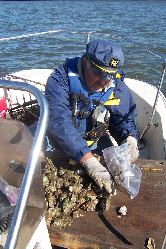 Scientists in the field packaging  oysters for shipment back to the laboratory where they are analyzed for contaminants.