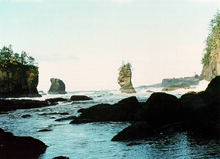 Mussel Watch site at Cape Flattery, Washington.