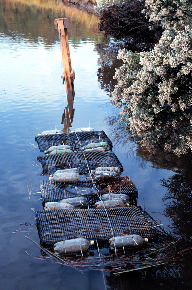 Oyster floats growing oysters in Taskinas Creek, Chesapeake Bay  Virginia