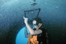 A diver installs a one-quarter-square meter grid for counting  invertebrate species