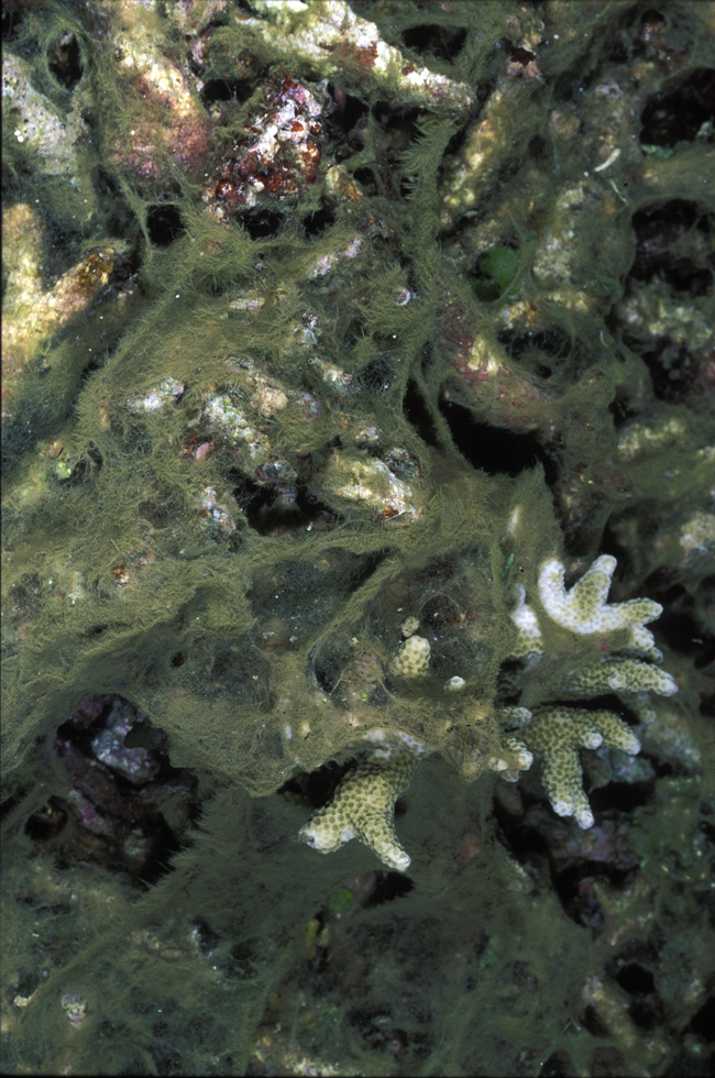 Algae overgrowth on coral