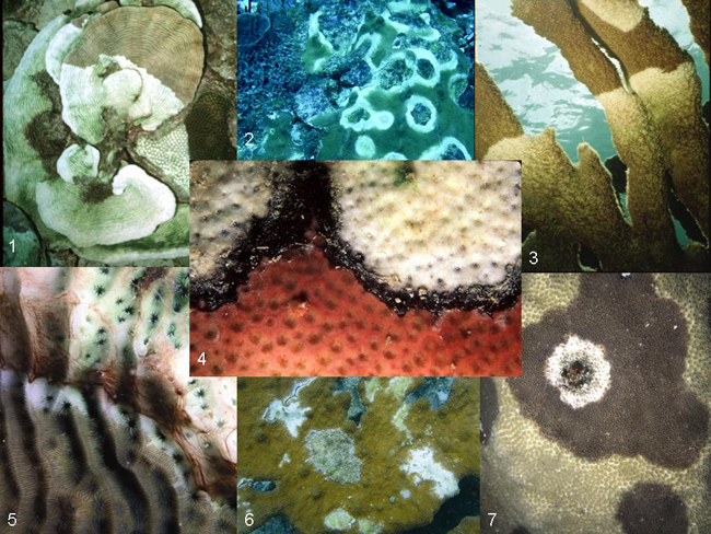 coral disease montage