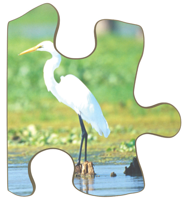 ecosystem puzzle piece