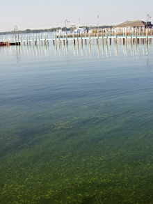 Image of harmful algal blooms (Microcystis) in South Bass Island  in Lake Erie, August 4, 2006