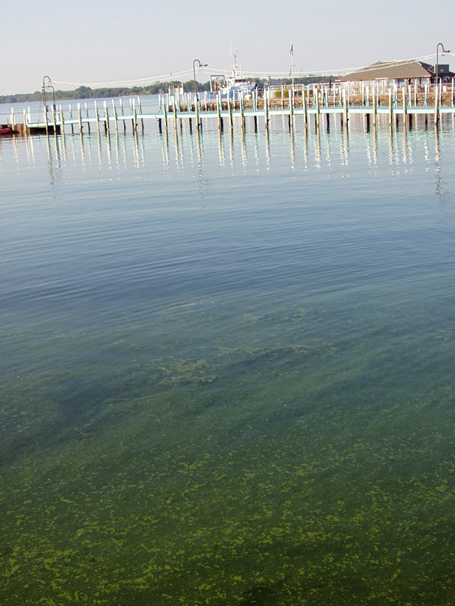 Image of harmful algal blooms (Microcystis) in South Bass Island  in Lake Erie, August 4, 2006