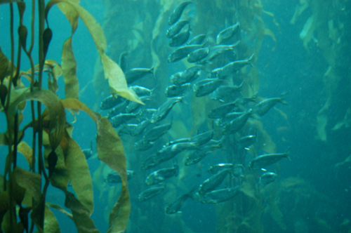 Fish and kelp