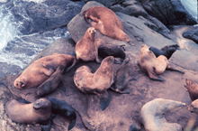 Alaska's Stellar sea lions, shown here with their pups.