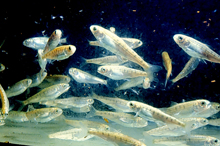 Pacific and Atlantic salmon stocks - young smolts.