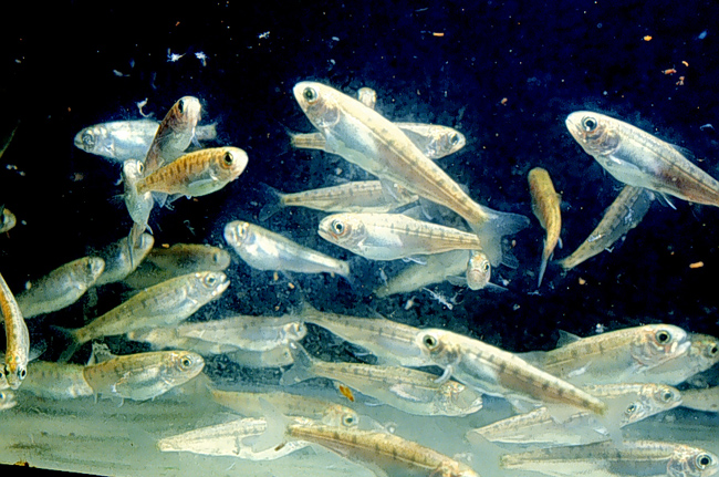 Salmon young smolts