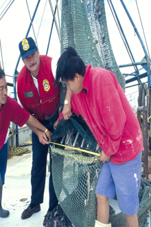 NOAA Fisheries Enforcement Officer makes sure that a Turtle Excluder Device (TED) fits securely into a Gulf of Mexico shrimp net.